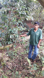86+ Find: Carolina Villalobos (Bolivia) Microlot. NEW ARRIVAL!