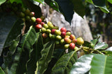 Cold Brew 100% Organic Bolivian coffee. Ready to drink. FREE SHIPPING. NEW PRODUCT!