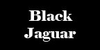 Black Jaguar Espresso Roast. NEW CROP!